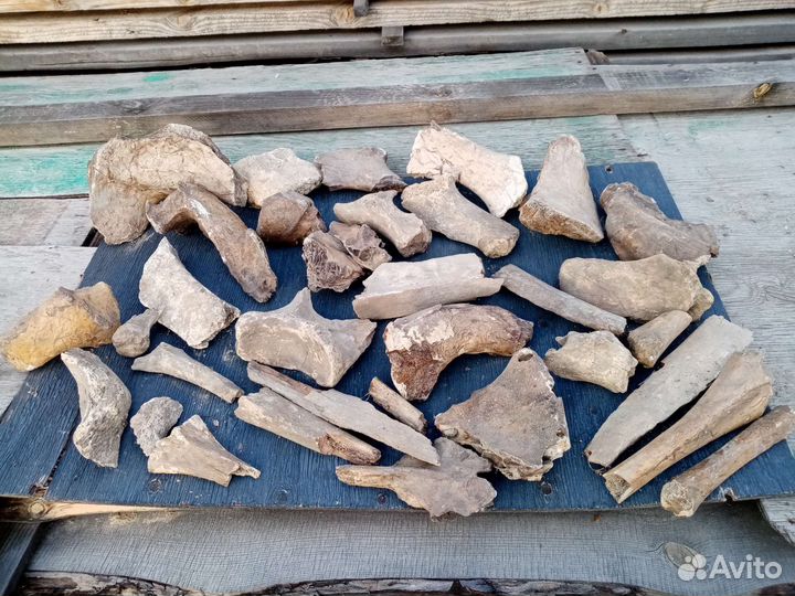 Кости мамонта