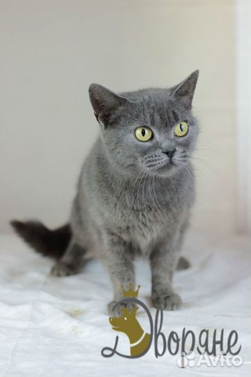 Ласковая кошечка Японка