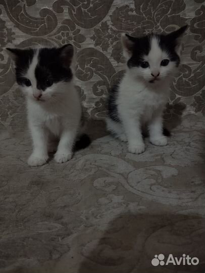 Котята мальчики