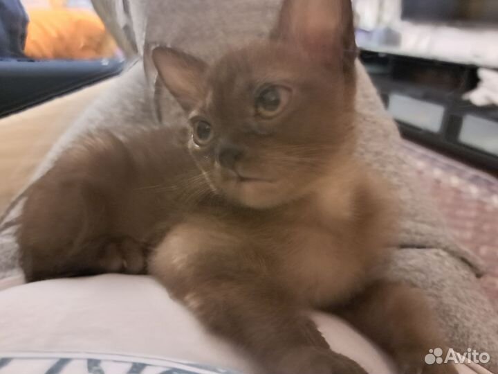 Бурманская кошечка