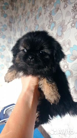 Щеночки пекинеса