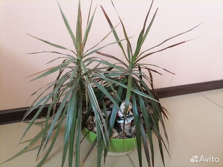 Комнатные цветы драцена