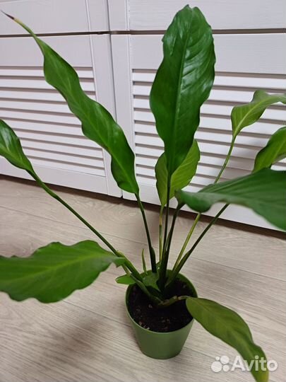 Спатифиллум