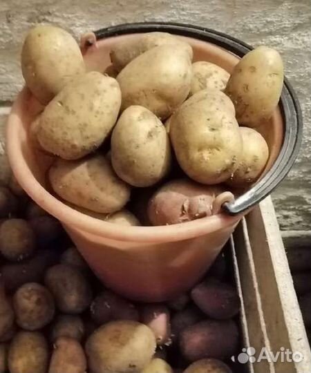 Картофель свежий