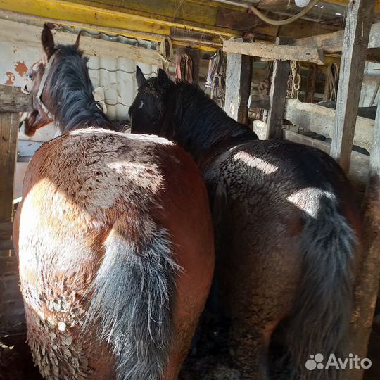 Продам лошадей