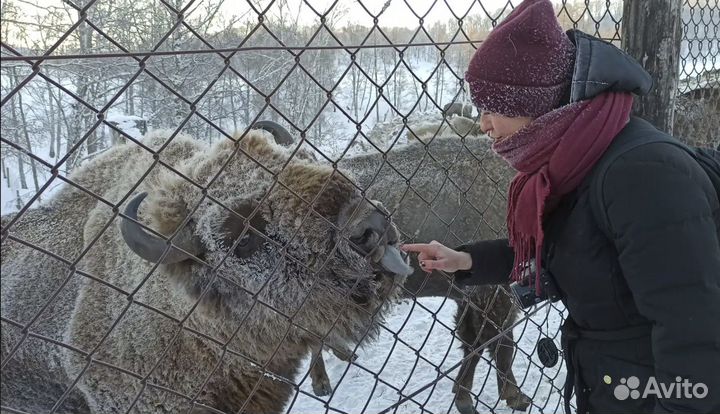 Новогодняя сказка на Алтае, тур 5 дней