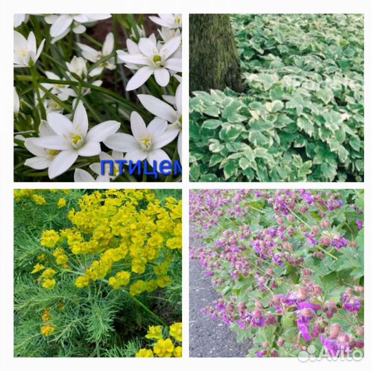 Многолетники разные