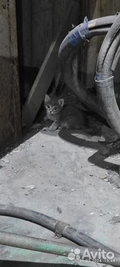 Котенок мальчик бесплатно
