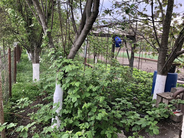 Участок 8,5 сот. (ИЖС)