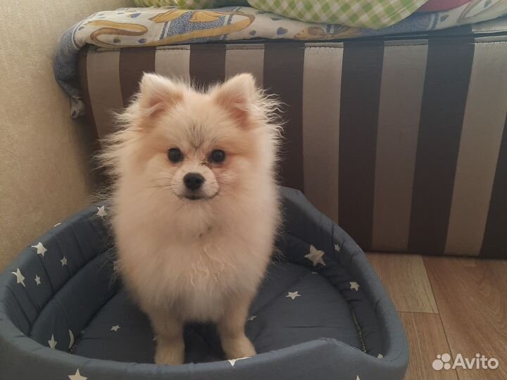 Померанский шпиц