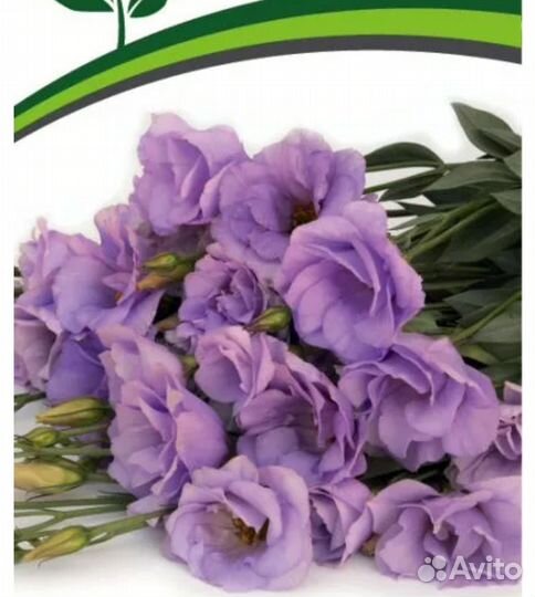 Рассада цветов эустома