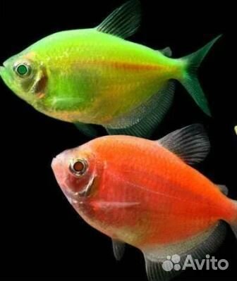 Аквариумные рыбки