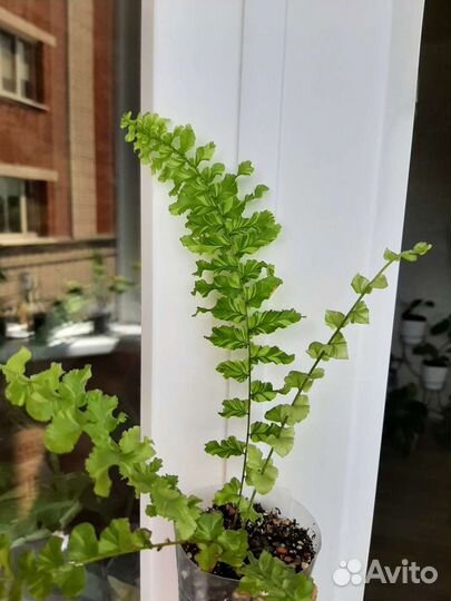 Папоротник вариегатный Дасада