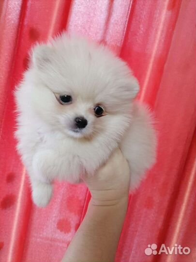 Щенки померанского шпица медвежьего типа