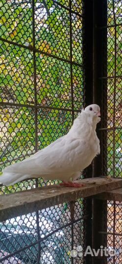 Голубка бантастая