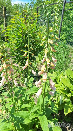 Наперстянка на срез