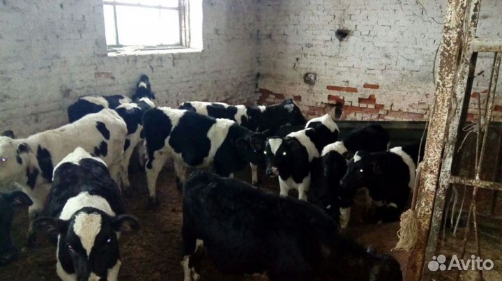 Бычки свежий завоз