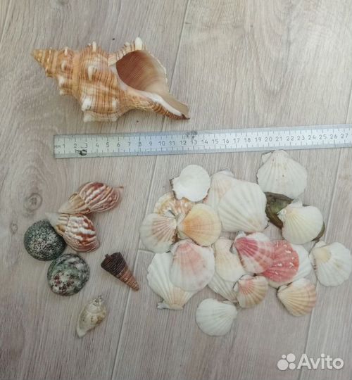 Морские ракушки