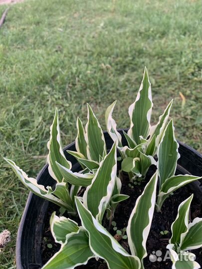 Хосты сортовые