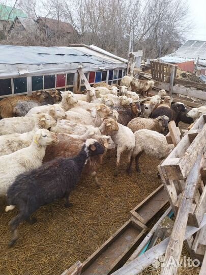 Овцы бараны ягнята оптом