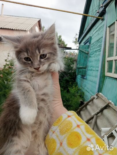 Кошки в добрые руки