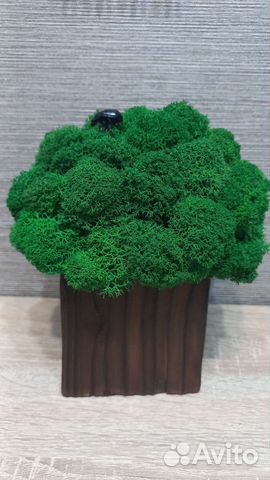 Кашпо со мхом 
