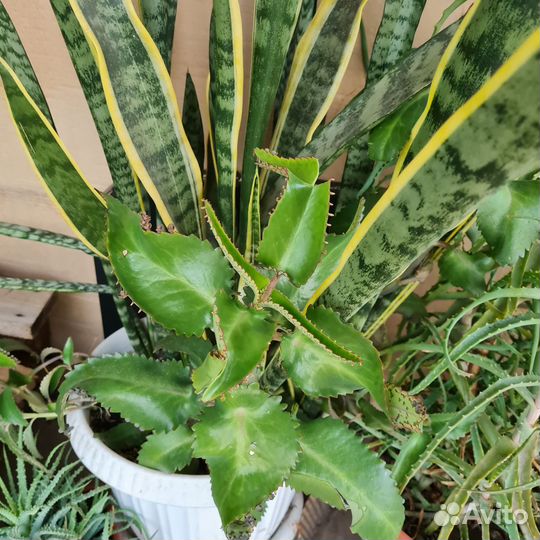 Каланхоэ лечебное