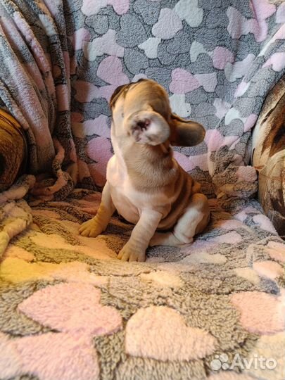 Французский бульдог щенки девочки