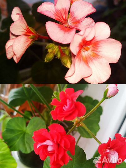 Пеларгония Твист, Звезда и Роза