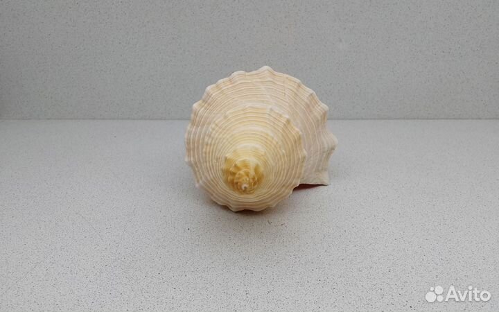 Хемифусус Туба 29,2 морская ракушка раковина