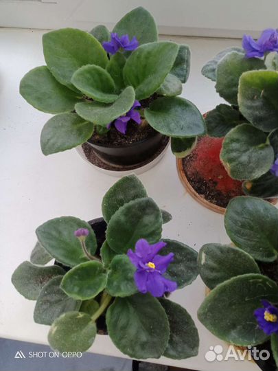 Фиалки цветущие