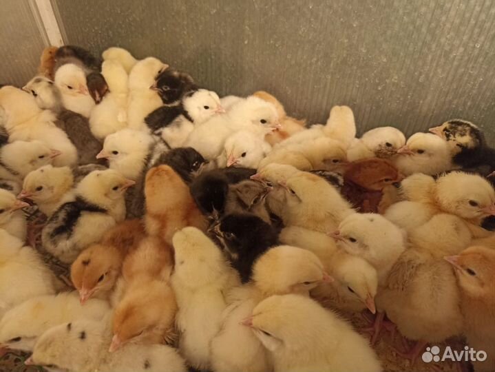 Куры, бройлер,индюки,гуси,утки,петухи и т.д