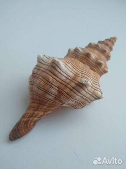 Набор морских ракушек