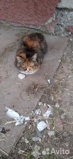 Кошка в добрые руки
