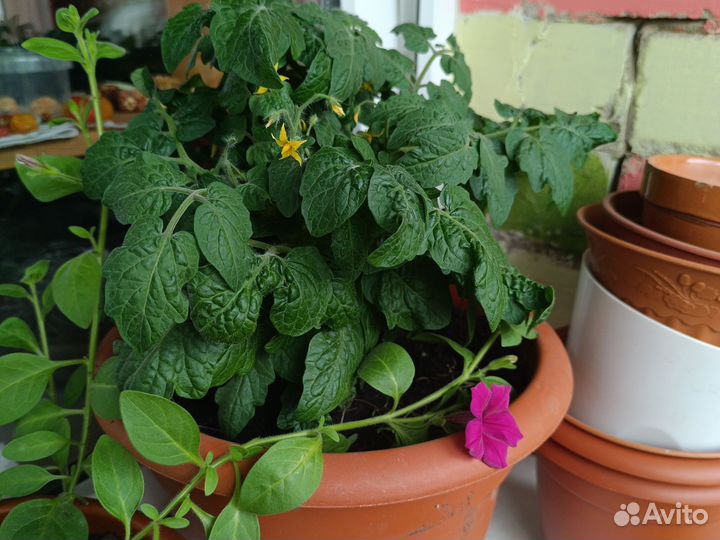 Помидор в горшке