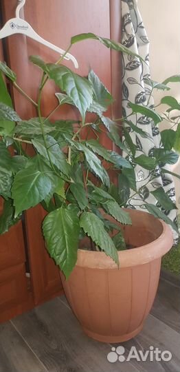 Продам цветы комнатные