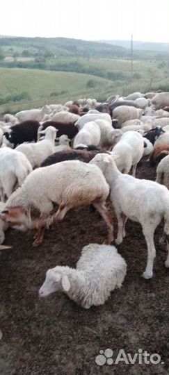 Овцы бараны