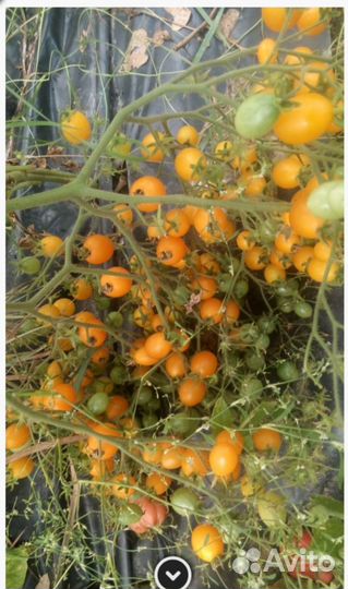 Рассада томатов/ помидор