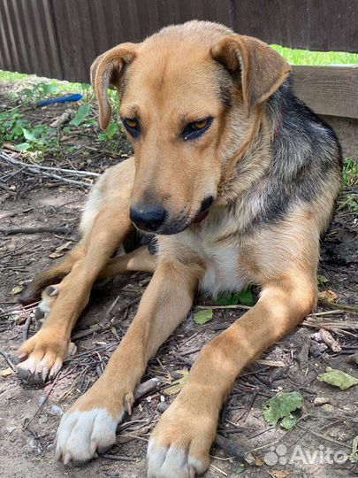 Собака в добрые руки