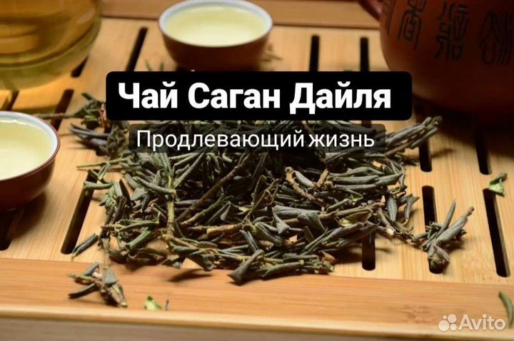 Саган Дайля чай рододенрон душистый багульник