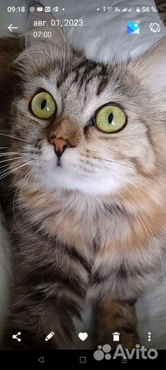 Кошка