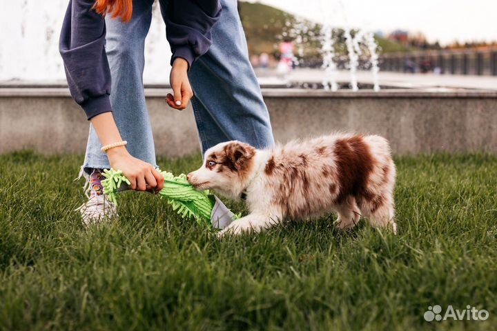 Передержка домашних животных, дрессировка