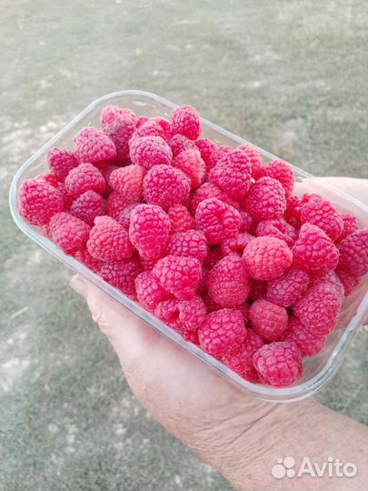 Малина Оптом