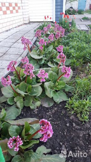 Излишки бадана бесплатно