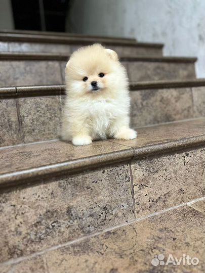 Шпице мишки