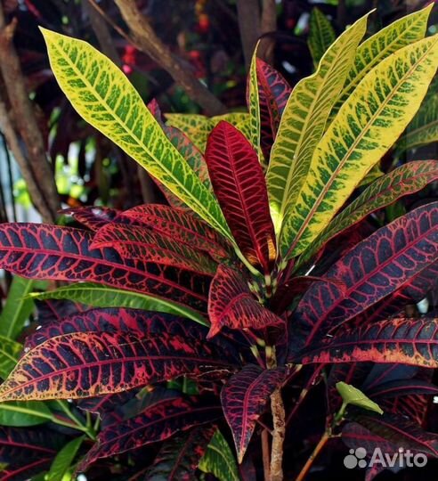 Кротон, диффенбахии, папоротник, адениум, алоэВера