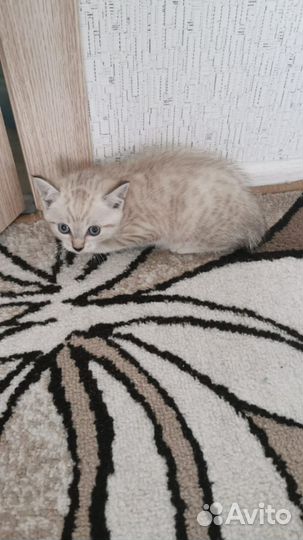 Котёнок