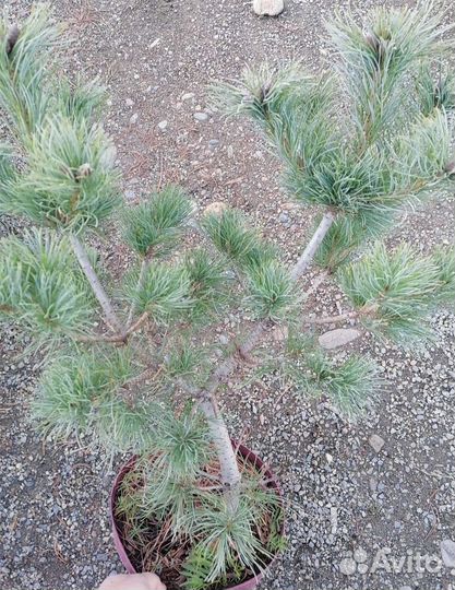 Сосна (schoon's bonsai) шунс бонсай с 5л