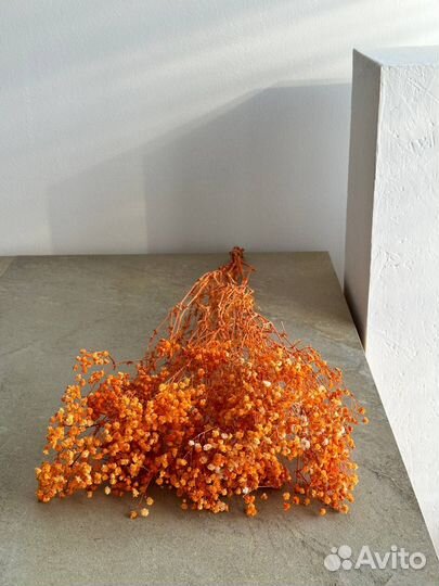 Гипсофила стабилизированная