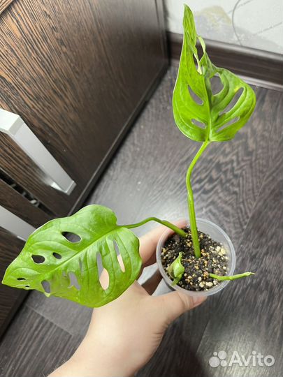 Монстера адансона